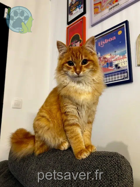 Kater reunited   35580 Lassy Meïko