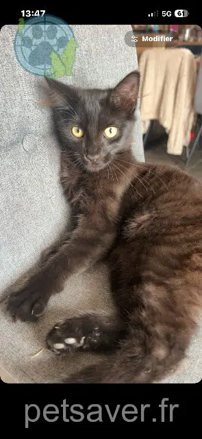 chat reunited 35600 Sainte-Marie Mimi