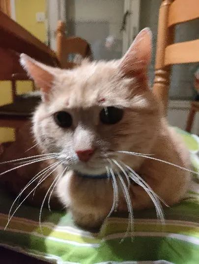 Chat Perdu 35 Ille-et-Vilaine - Mimi Chat Perdu 35 Ille-et-Vilaine - Mimi