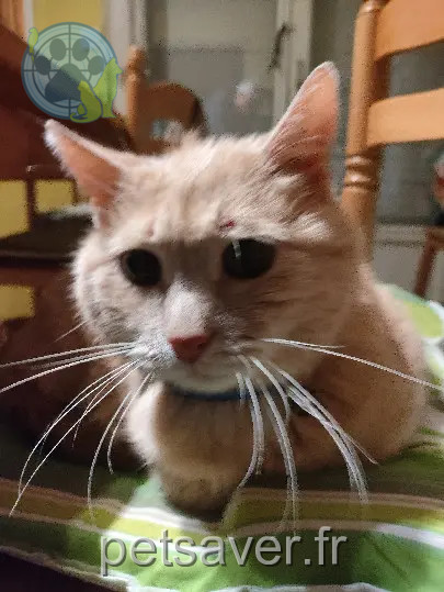 Chat Perdu 35 Ille-et-Vilaine - Mimi Chat Perdu 35 Ille-et-Vilaine - Mimi