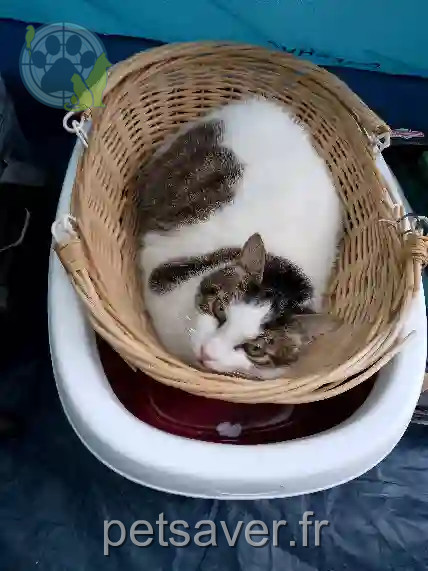 Chat Trouvé 35 Ille-et-Vilaine - Minou Chat Trouvé 35 Ille-et-Vilaine - Minou