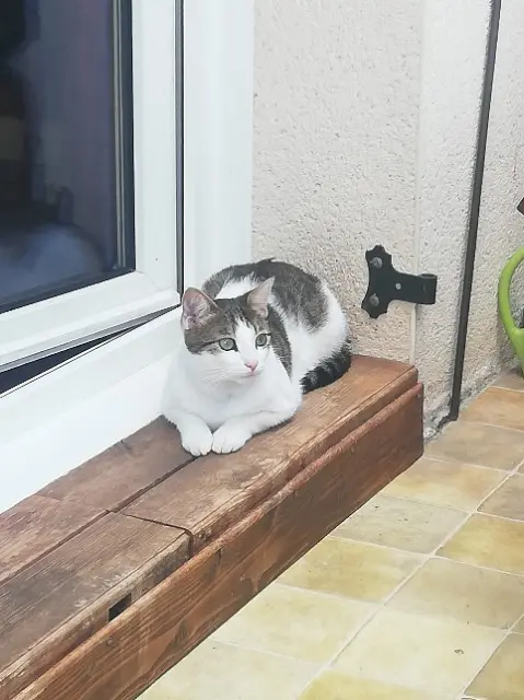 chat reunited   35600 Redon Mouk