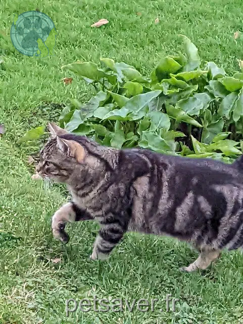 chat reunited   35590 Saint-Gilles Mushu