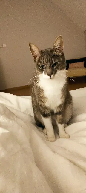 chat reunited   35230 Bourgbarré Naboo