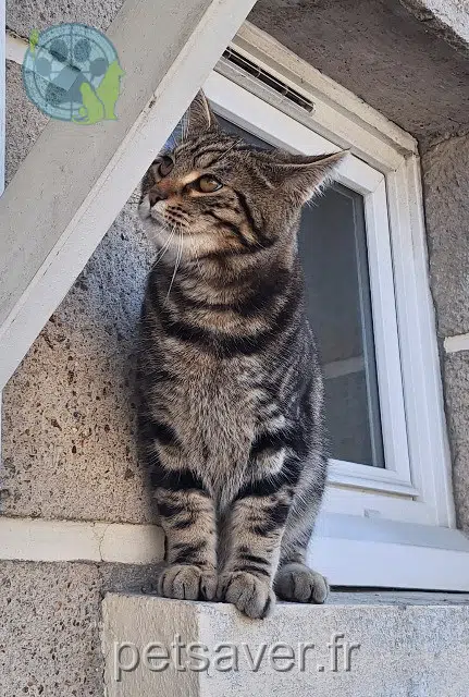 chat reunited   35400 Saint-Malo Newton
