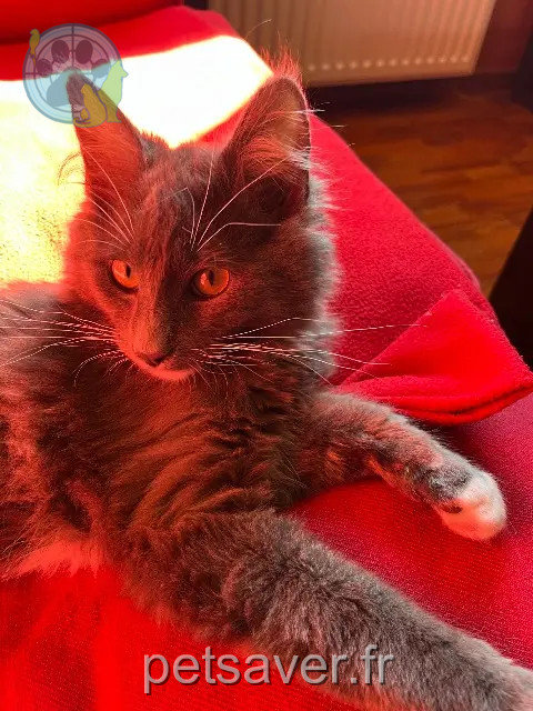 cat reunited   35830 Betton Newton