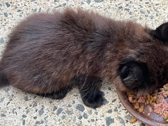 chat reunited   35530 Servon-sur-Vilaine Pascal LEPINOY