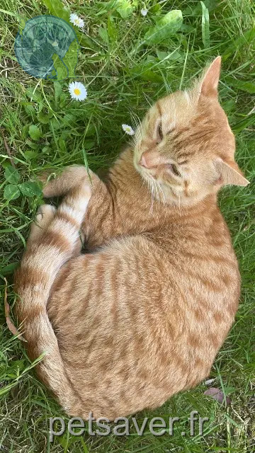 chat reunited 35170 Bruz Pepere