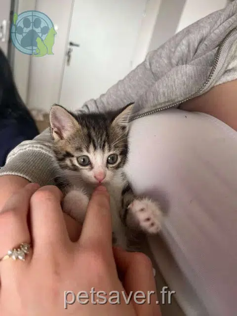 gato reunited 35720 Plesder Petitbout