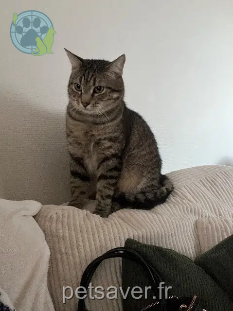 chat reunited    Rennes Archéo