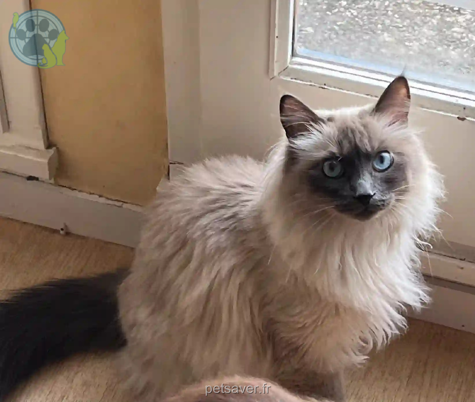 Chat Perdu 35 Ille-et-Vilaine Rennes - Baal Chat Perdu 35 Ille-et-Vilaine Rennes - Baal