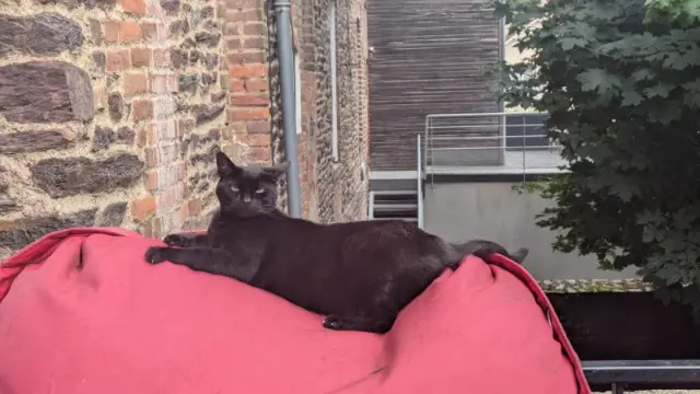 chat reunited    Rennes Berlioz
