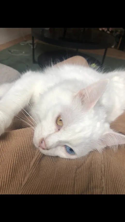 chat reunited 13 Rue du Verger 35000 Rennes Bowie