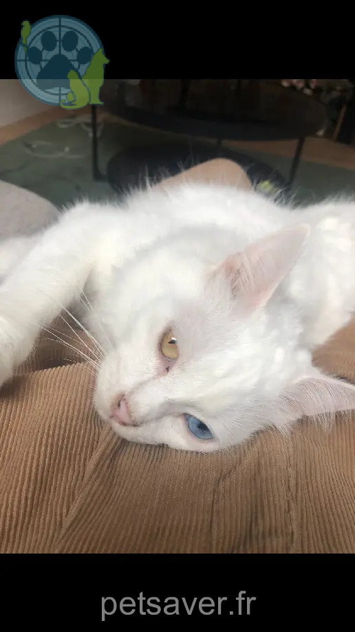 gato reunido 13 Rue du Verger 35000 Rennes Bowie gato reunited 13 Rue du Verger 35000 Rennes Bowie