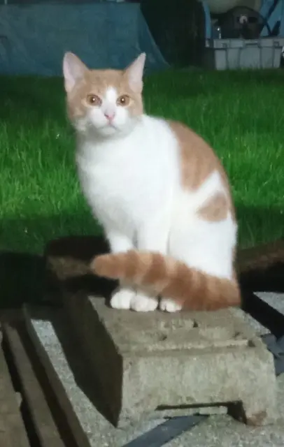 chat reunited    Rennes Chamallow