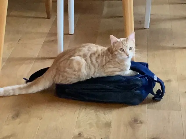 chat reunited    Rennes Cusco