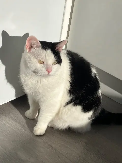 chat reunited    Rennes Ely