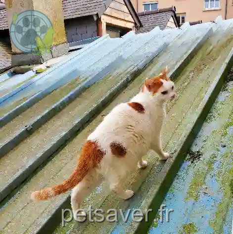 Chat Trouvé 35 Ille-et-Vilaine Rennes - Farfalle Chat Trouvé 35 Ille-et-Vilaine Rennes - Farfalle