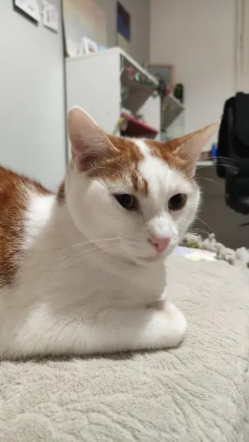 chat reunited    Rennes Gaspard