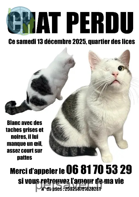 chat reunited    Rennes Minou