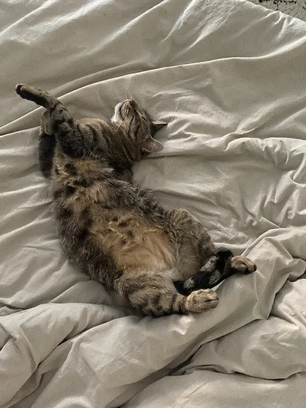 Chat Perdu 35 Ille-et-Vilaine Rennes Chat Perdu 35 Ille-et-Vilaine Rennes