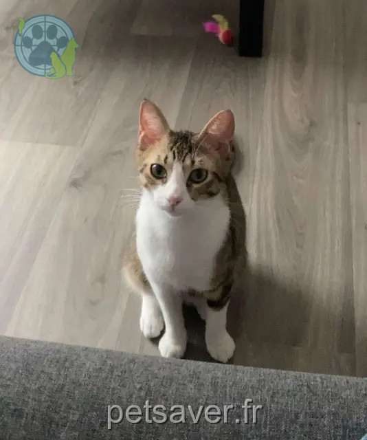 chat reunited    Rennes Oryctes
