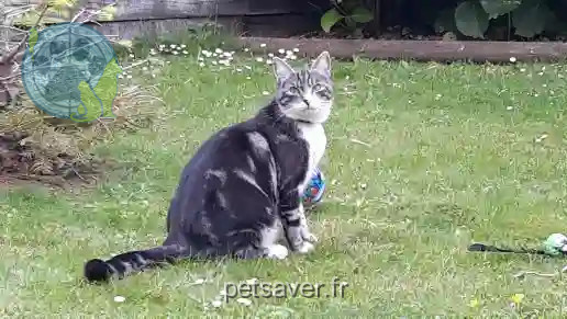 Chat Trouvé 35 Ille-et-Vilaine Rennes - Oscar Chat Trouvé 35 Ille-et-Vilaine Rennes - Oscar