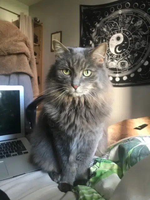 chat reunited    Rennes Pastel