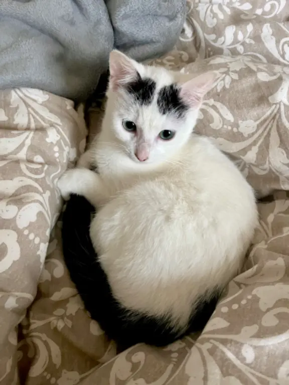 Chat Perdu 35 Ille-et-Vilaine Rennes - Taïki Chat Perdu 35 Ille-et-Vilaine Rennes - Taïki