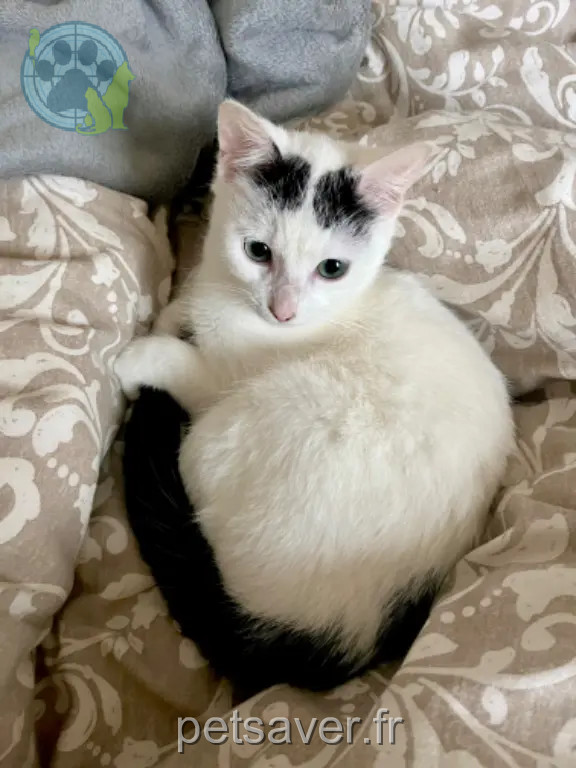 Chat Perdu 35 Ille-et-Vilaine Rennes - Taïki Chat Perdu 35 Ille-et-Vilaine Rennes - Taïki
