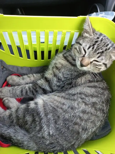 chat reunited    Rennes Ulysse