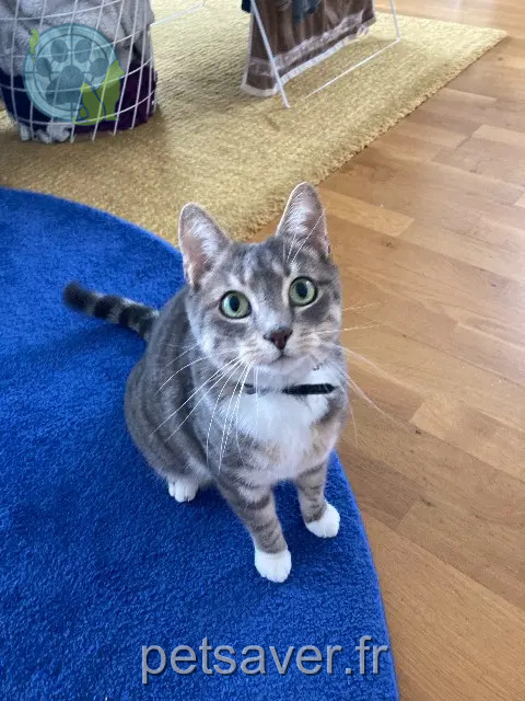 chat reunited Rennes Woody