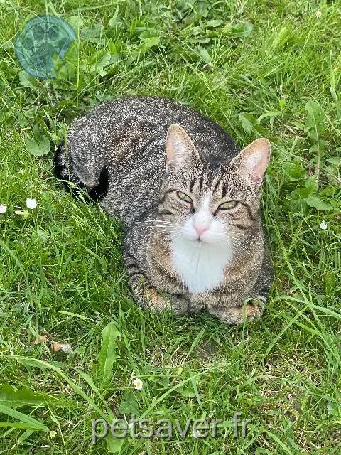 chat reunited 35135 Chantepie Riri