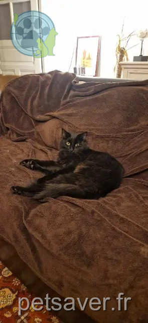 chat reunited 35120 Baguer-Pican Rocket