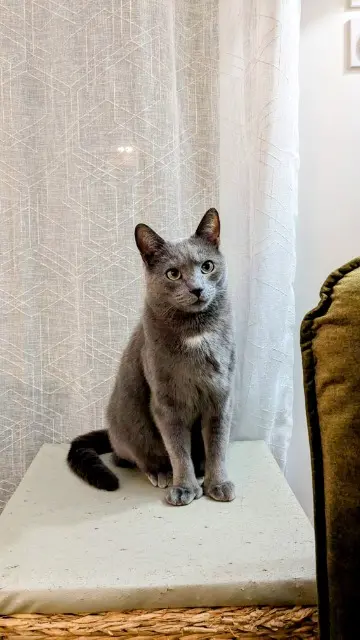 chat reunited   35590 Clayes Rusty