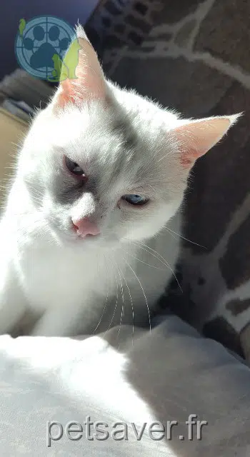 chat reunited 35120 Baguer-Morvan Shiro