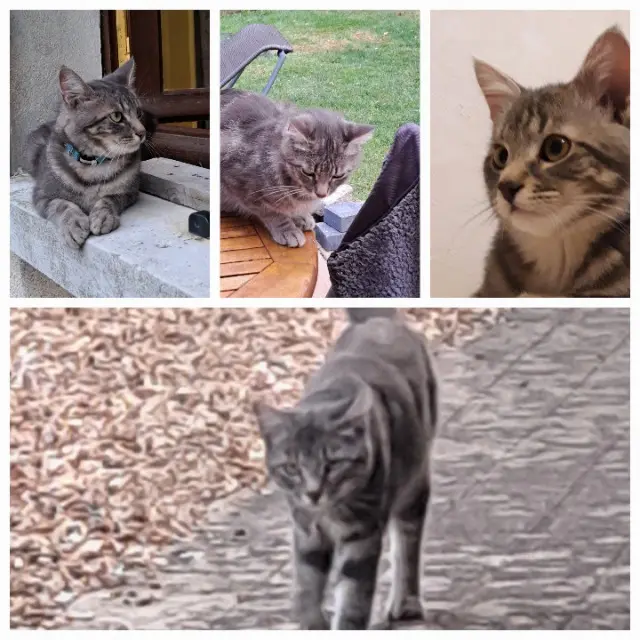 chat reunited   35850 Irodouër Shiver