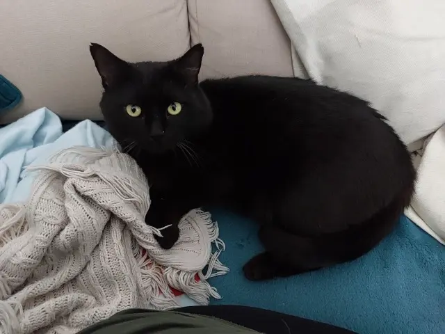 chat reunited   35340 La Bouëxière Sirius