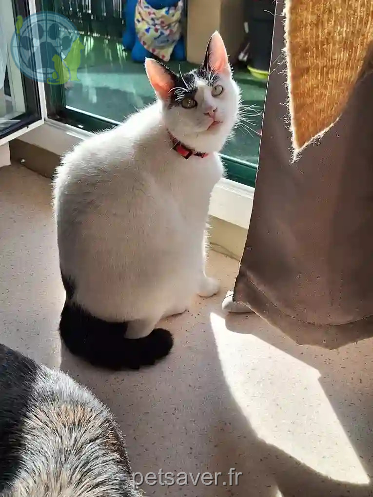 Chat Perdu 35 Ille-et-Vilaine - Snow Chat Perdu 35 Ille-et-Vilaine - Snow