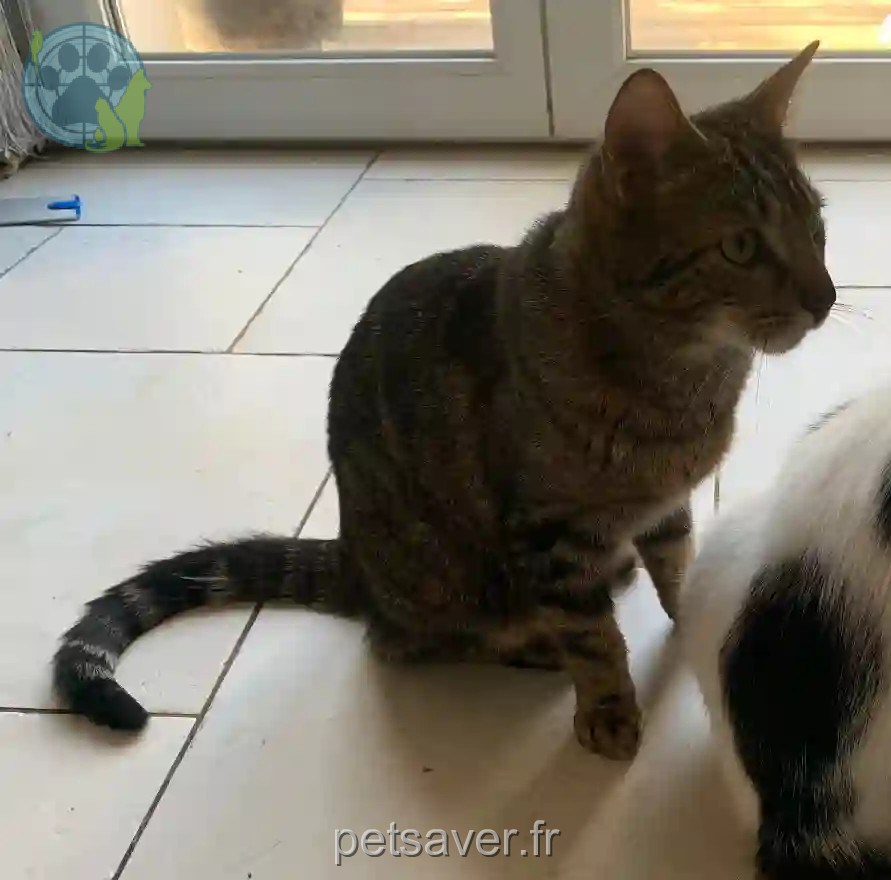 Chat Trouvé 35 Ille-et-Vilaine - Tango Chat Trouvé 35 Ille-et-Vilaine - Tango