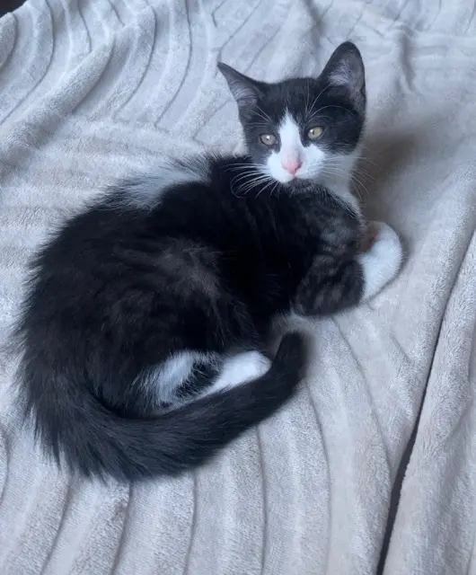 chat reunited   35170 Bruz Tokyo