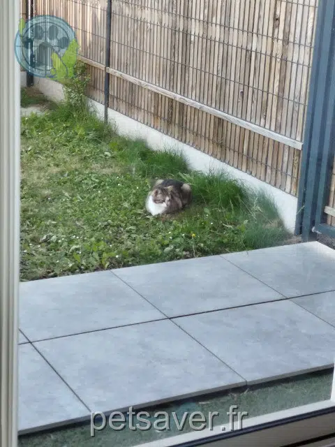 chat reunited   35690 Acigné Tonnerre