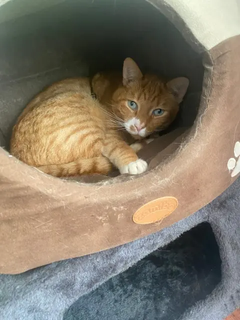 chat reunited   35330 Val d'Anast Rouky