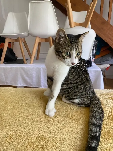 chat reunited   35740 Pacé Voyou