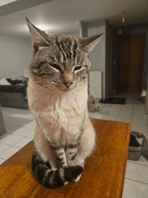 chat reunited   35520 Melesse Walle