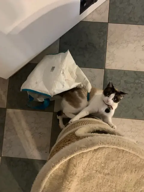 chat reunited   35530 Servon-sur-Vilaine Whisper