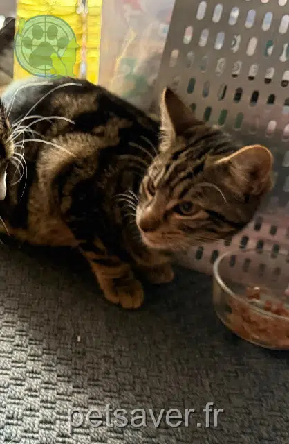chat reunited   35380 Plélan-le-Grand Yoshi