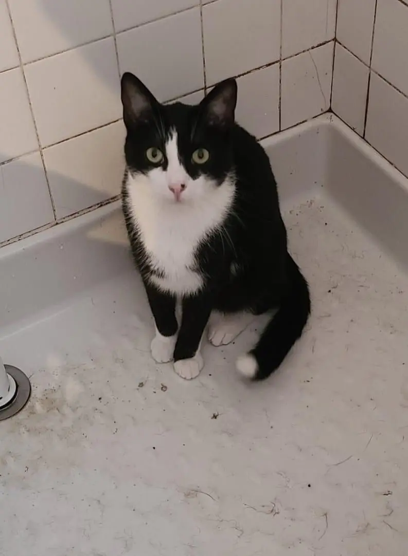 Chat Perdu 35 Ille-et-Vilaine Chat Perdu 35 Ille-et-Vilaine