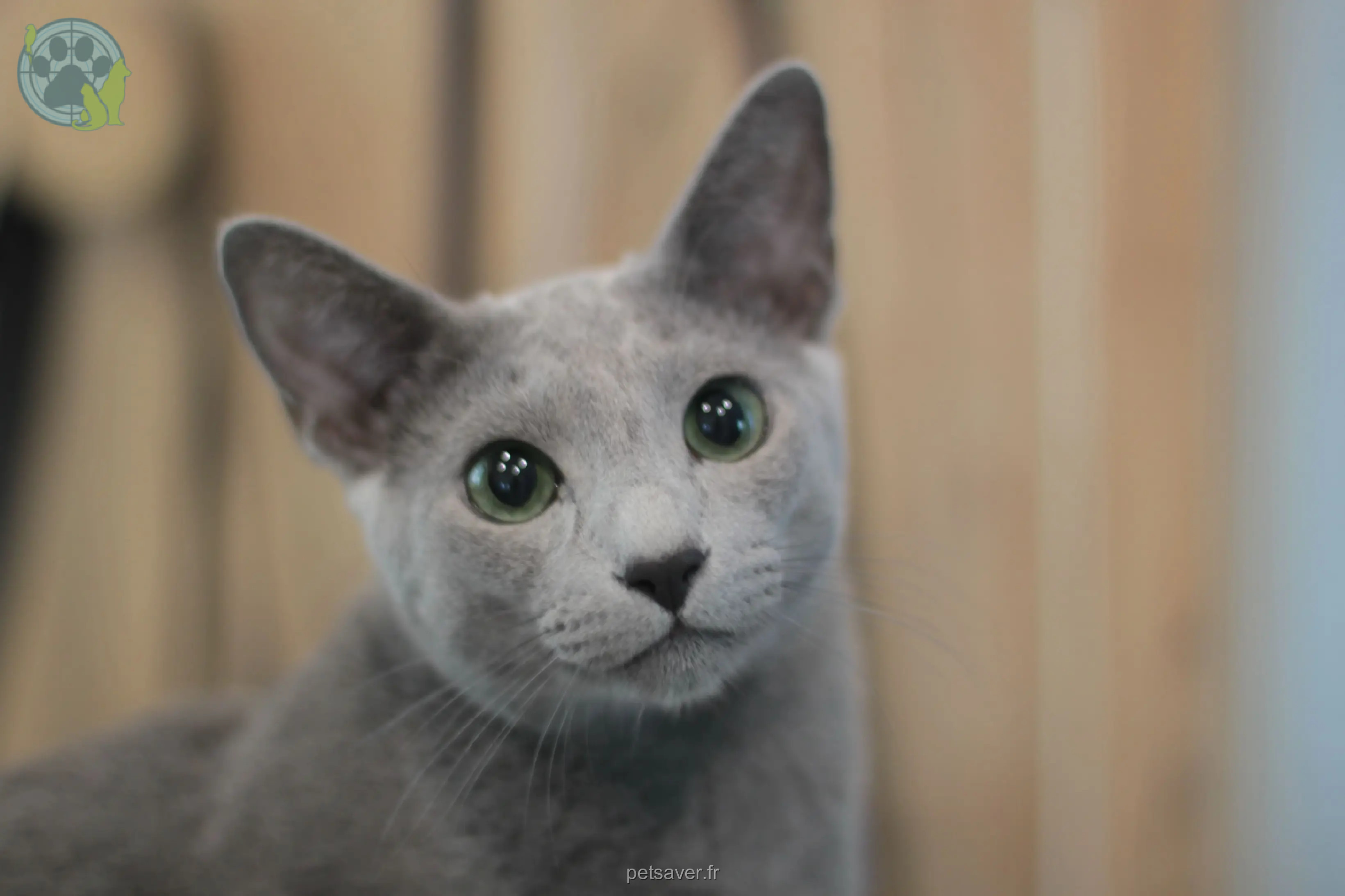 Chat Perdu 36 Indre Chat Perdu 36 Indre