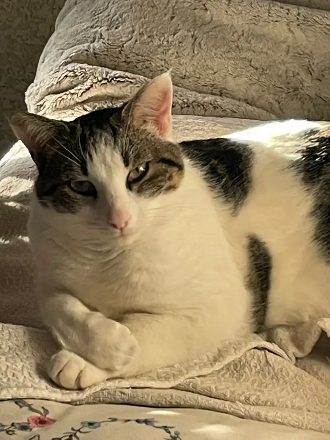 Chat Perdu 36 Indre Chat Perdu 36 Indre